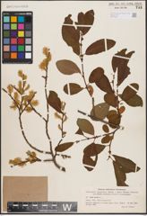 Foto von Salix aurita L.